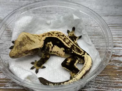 plant/381R4AB 26g Male Cream Pin het eb soft-0-thumbnail