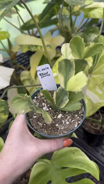 plant/9976: Variegated Thanksgiving Cactus-0-thumbnail