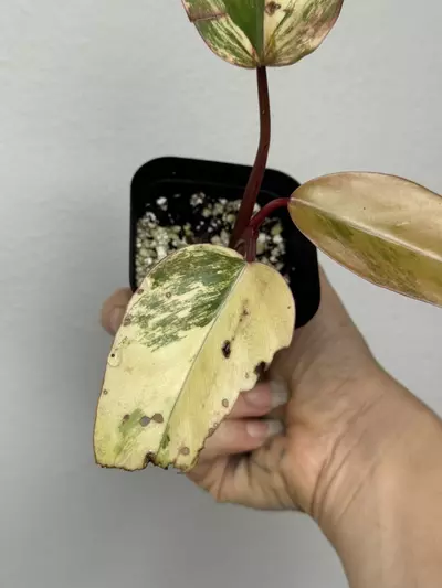plant/Variegated Philodendron Strawberry Shake-2-thumbnail
