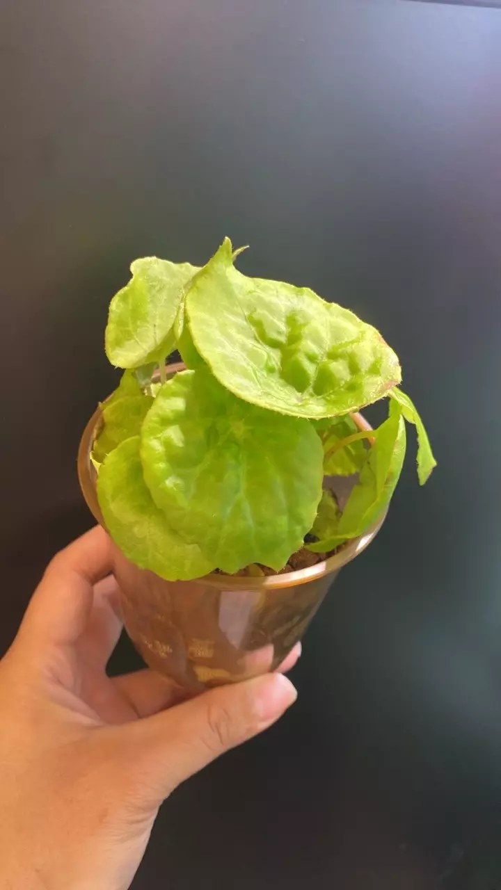 plant/Begonia natunaensis-0