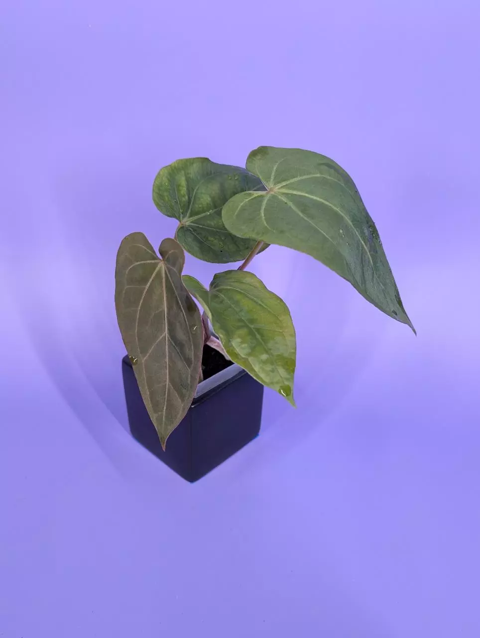 plant/FTG crystal self x (RG dressleri Founders Clone #2 x Windy)-0