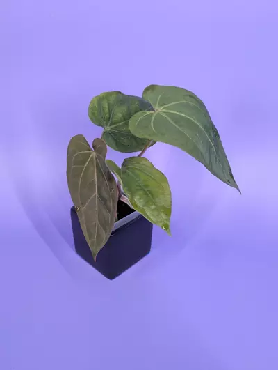 plant/FTG crystal self x (RG dressleri Founders Clone #2 x Windy)-0-thumbnail