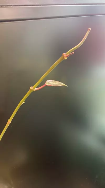 plant/Hoya Latifolia (macrophylla)-2-thumbnail