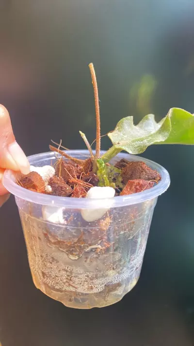 plant/Hoya Versteegii-3-thumbnail