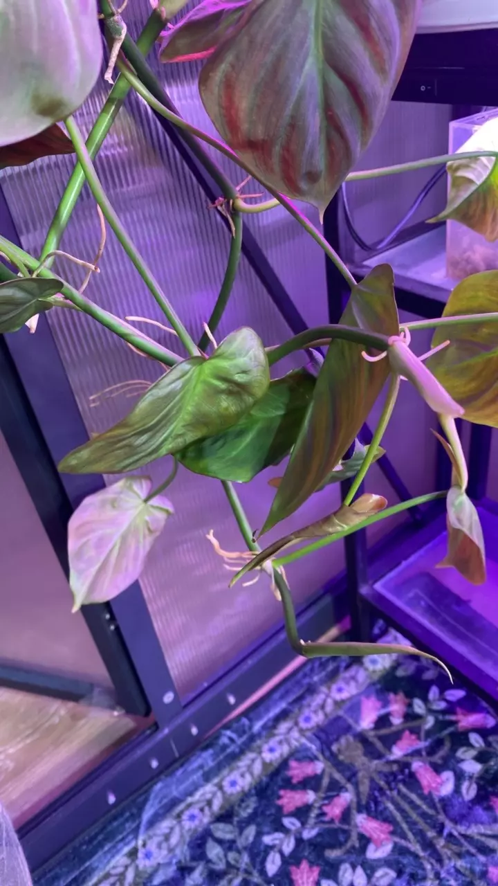 plant/Philodendron Campo.-1