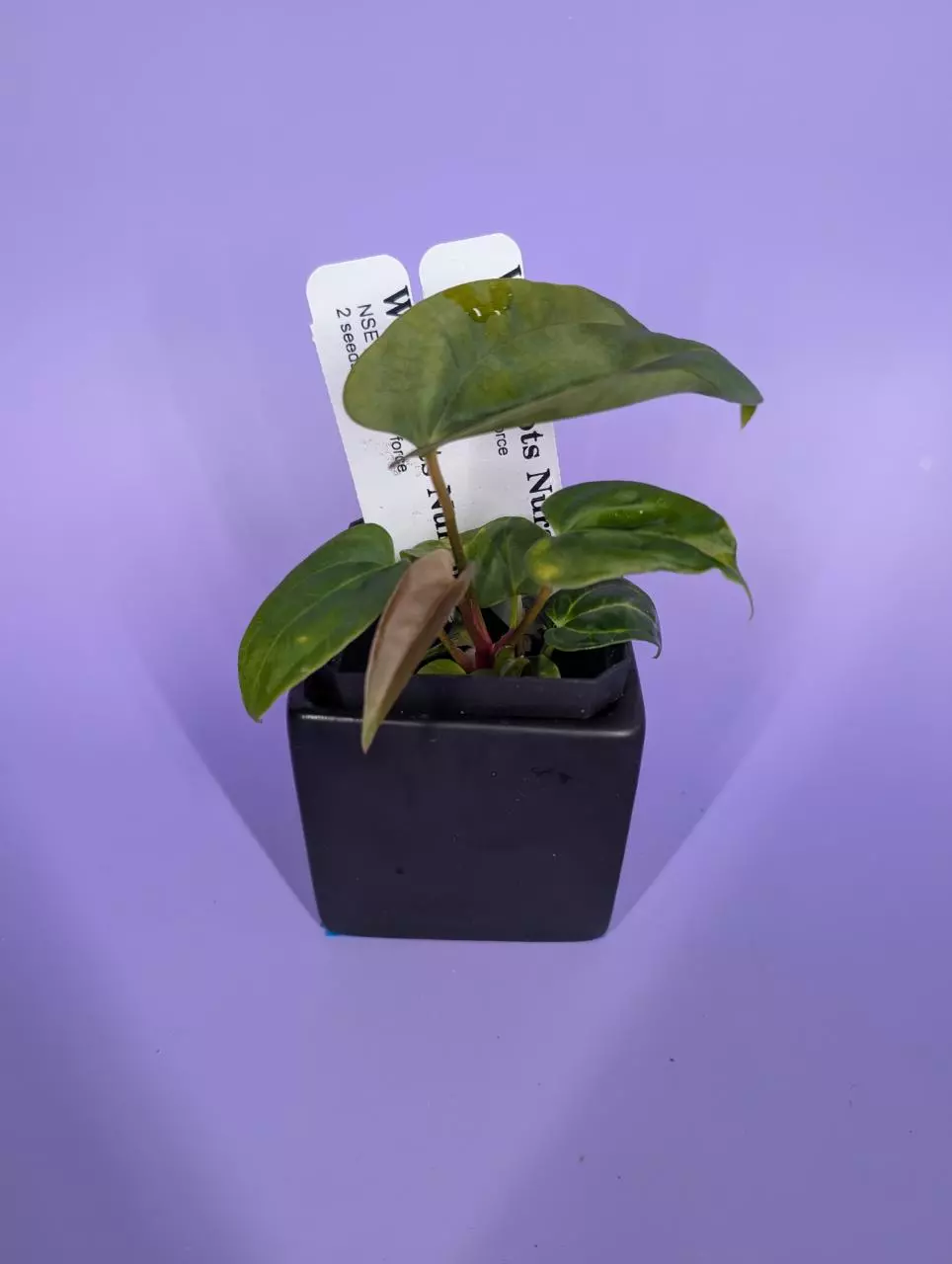 plant/NSE port x Delta Force (2 seedlings)-1