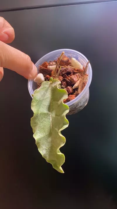 plant/Hoya Versteegii-0-thumbnail