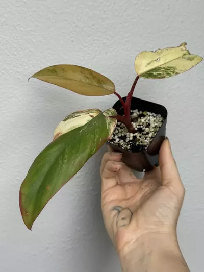 plant/Variegated Philodendron Strawberry Shake-4-thumbnail
