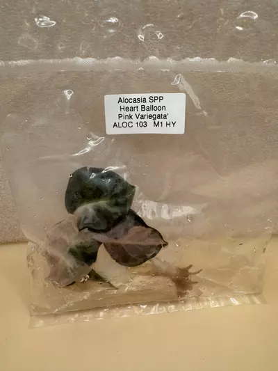 plant/Alocasia Balloon Heart Variegated TC-2-thumbnail