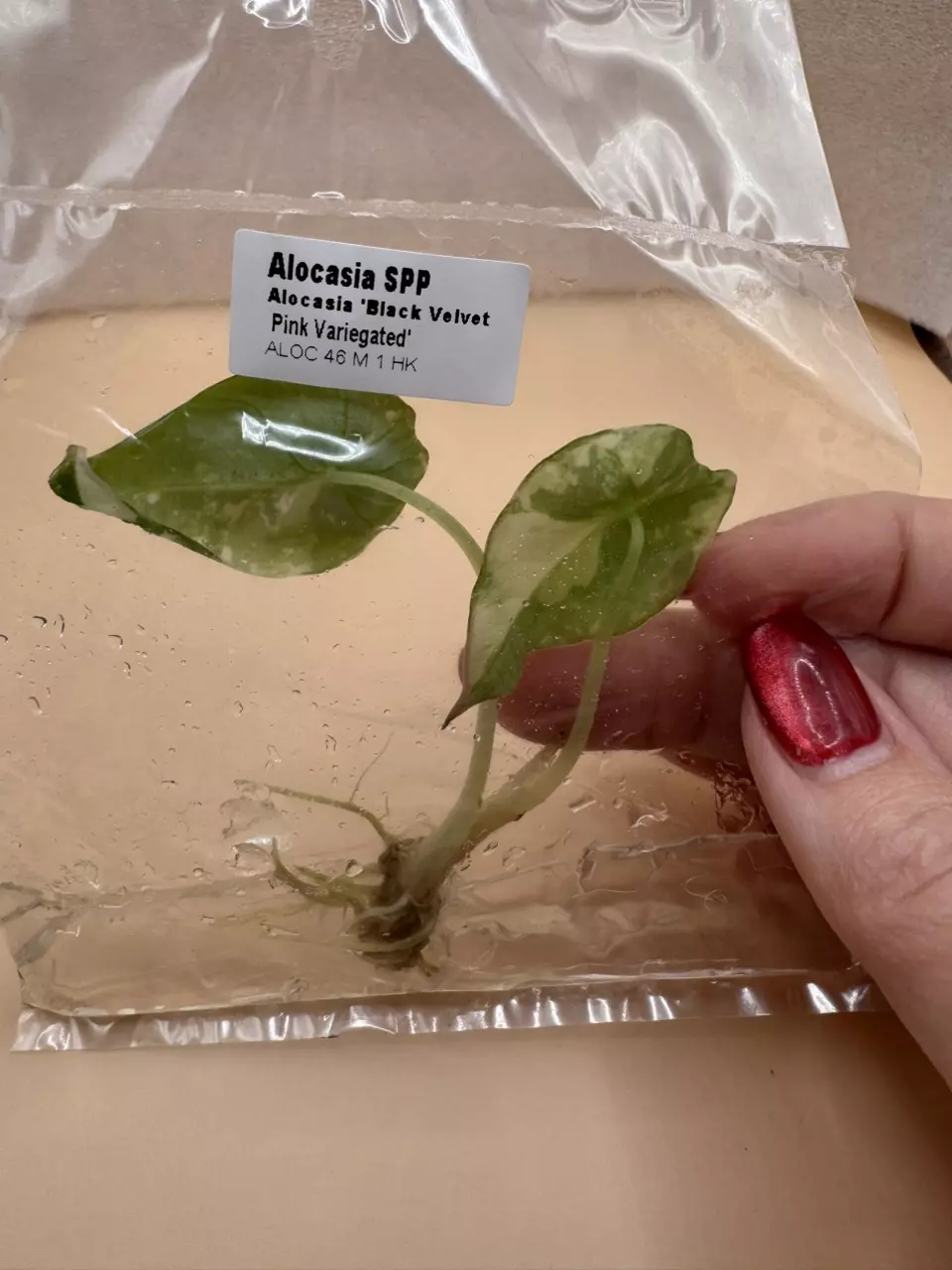 plant/Alocasia Black Velvet Pink TC-1