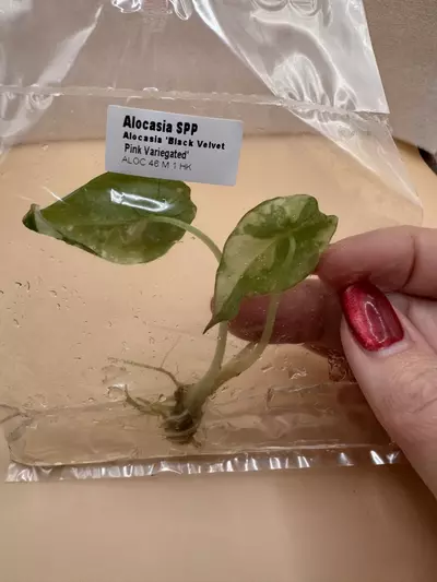 plant/Alocasia Black Velvet Pink TC-1-thumbnail