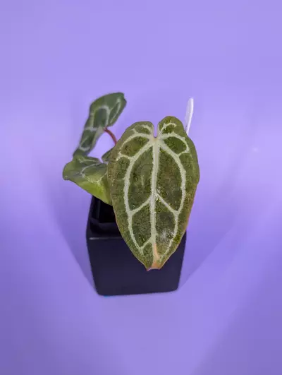 plant/Chocolate crystal x BWM (BuzPlants)-1-thumbnail