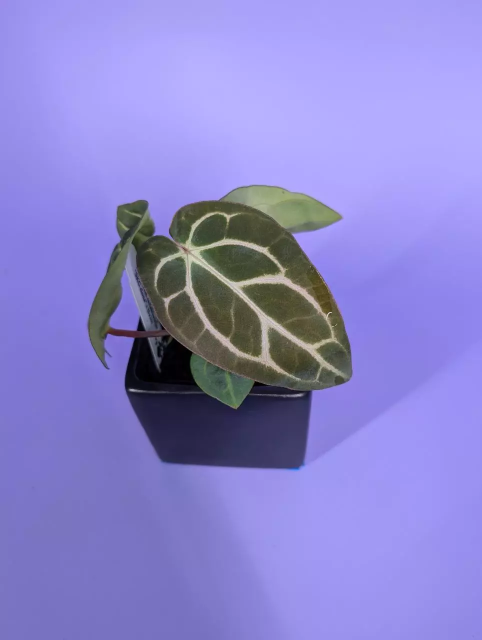 plant/Carla SKG x (5x10) (Phytorot)-0