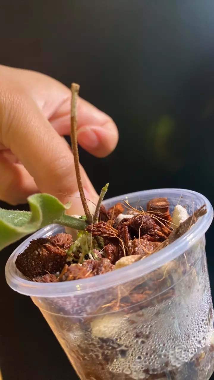 plant/Hoya Versteegii-1