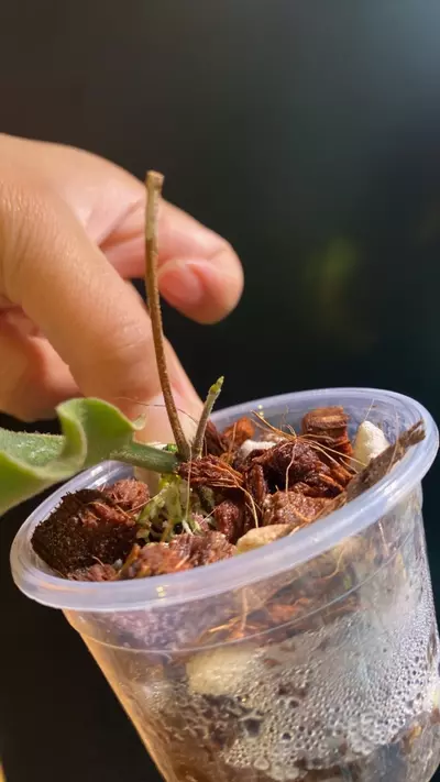 plant/Hoya Versteegii-1-thumbnail