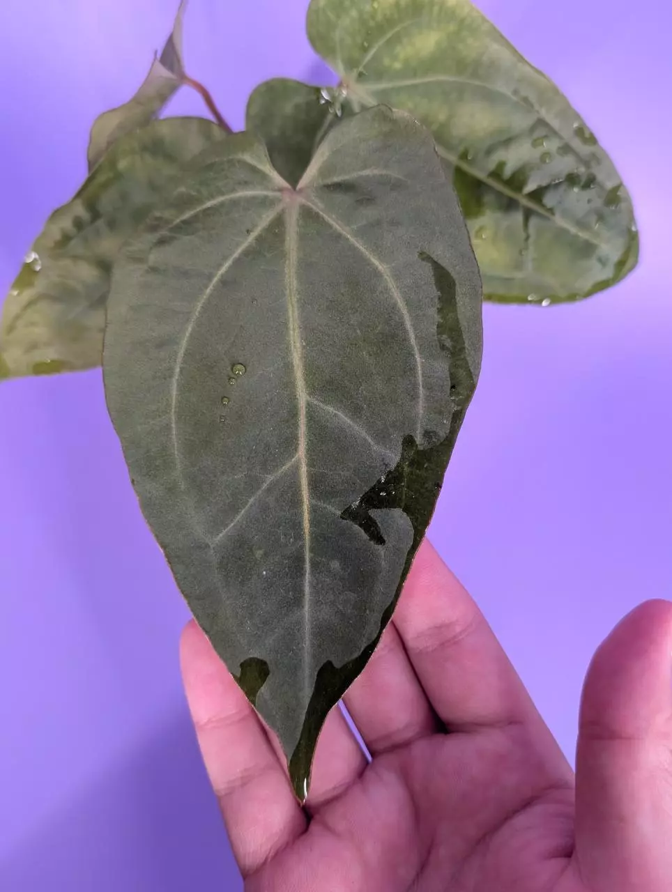 plant/FTG crystal self x (RG dressleri Founders Clone #2 x Windy)-2