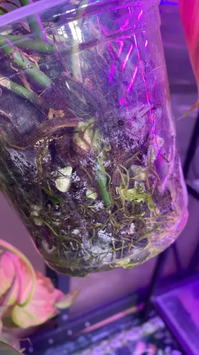 plant/Philodendron Campo.-2-thumbnail