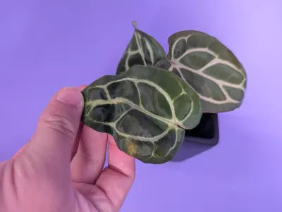 plant/Carla SKG x (5x10) (Phytorot)-1-thumbnail