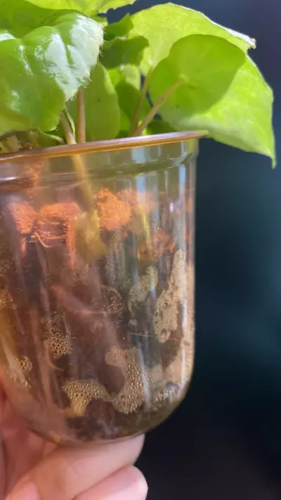 plant/Begonia natunaensis-2-thumbnail