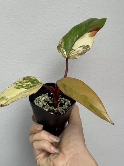 plant/Variegated Philodendron Strawberry Shake-3-thumbnail