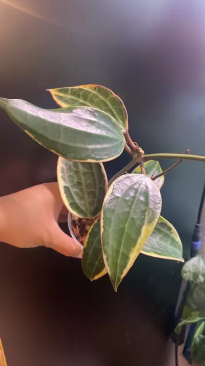 plant/Hoya Latifolia (macrophylla)-0-thumbnail