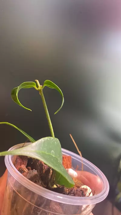 plant/Hoya Medusa-1-thumbnail