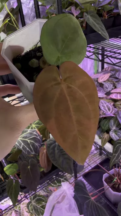 plant/Dressleri RG F1A x F1B Anthurium Clone-1-thumbnail