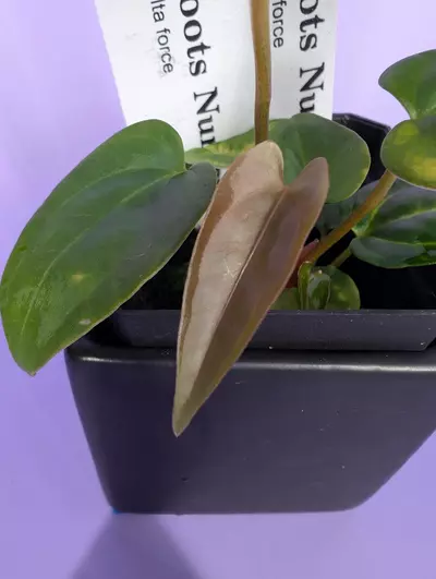 plant/NSE port x Delta Force (2 seedlings)-2-thumbnail