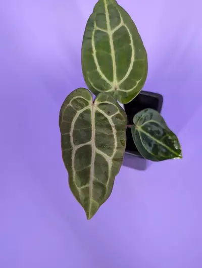 plant/Carla SKG x (5x10) (Phytorot)-1-thumbnail