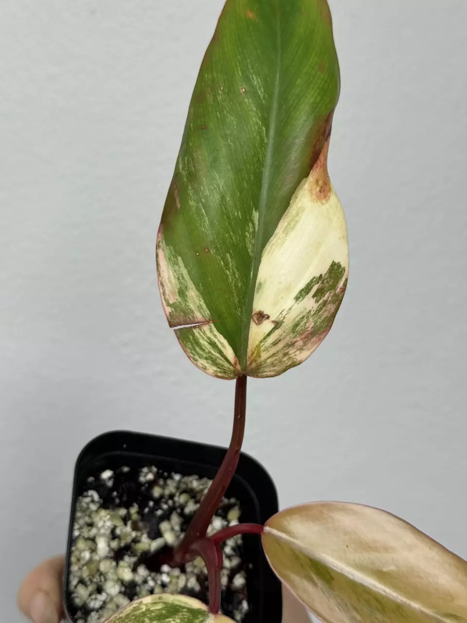 plant/Variegated Philodendron Strawberry Shake-5