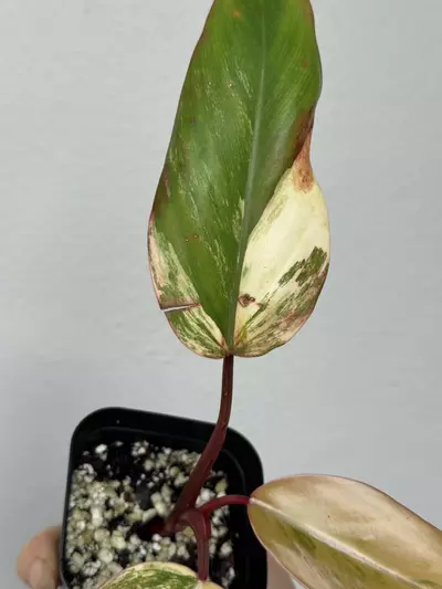 plant/Variegated Philodendron Strawberry Shake-5-thumbnail