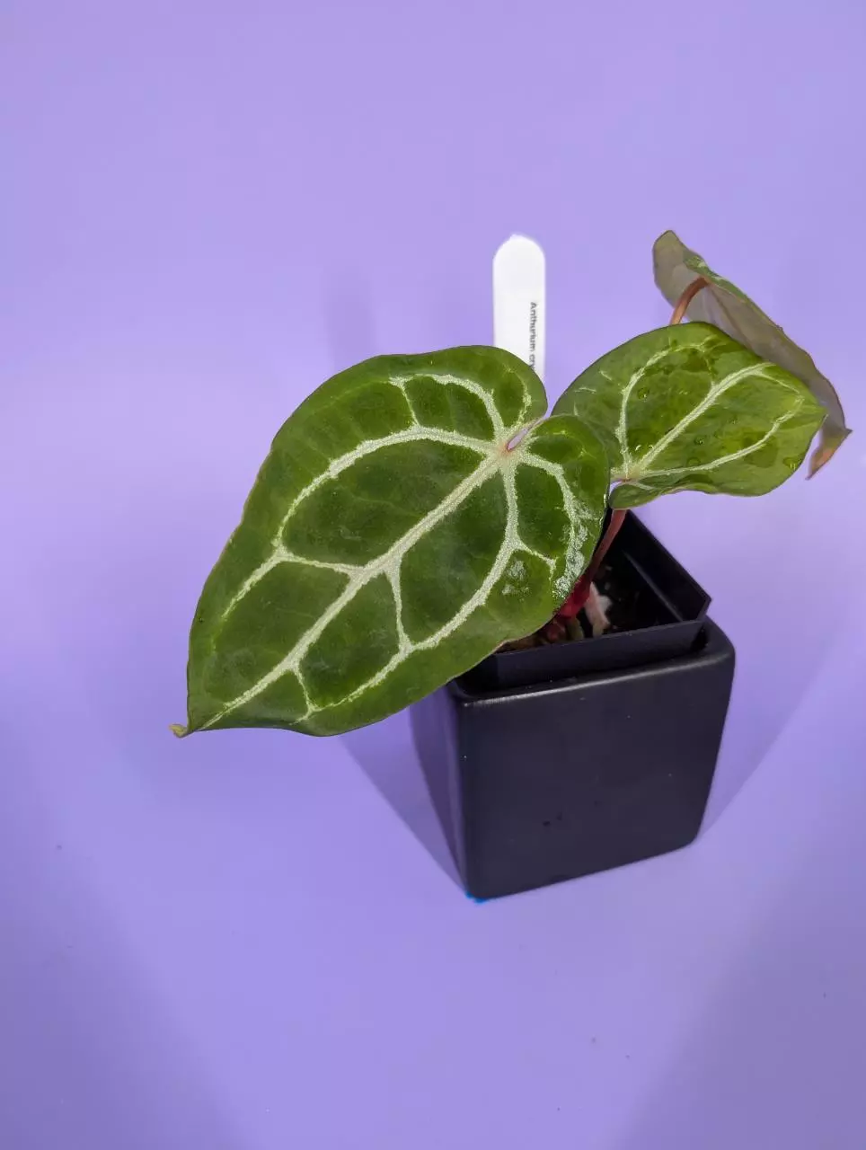 plant/Chocolate crystal x BWM (BuzPlants)-0