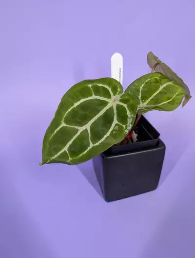 plant/Chocolate crystal x BWM (BuzPlants)-0-thumbnail