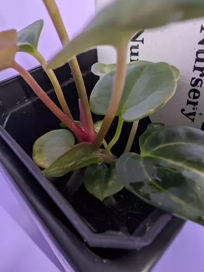 plant/NSE port x Delta Force (2 seedlings)-3-thumbnail