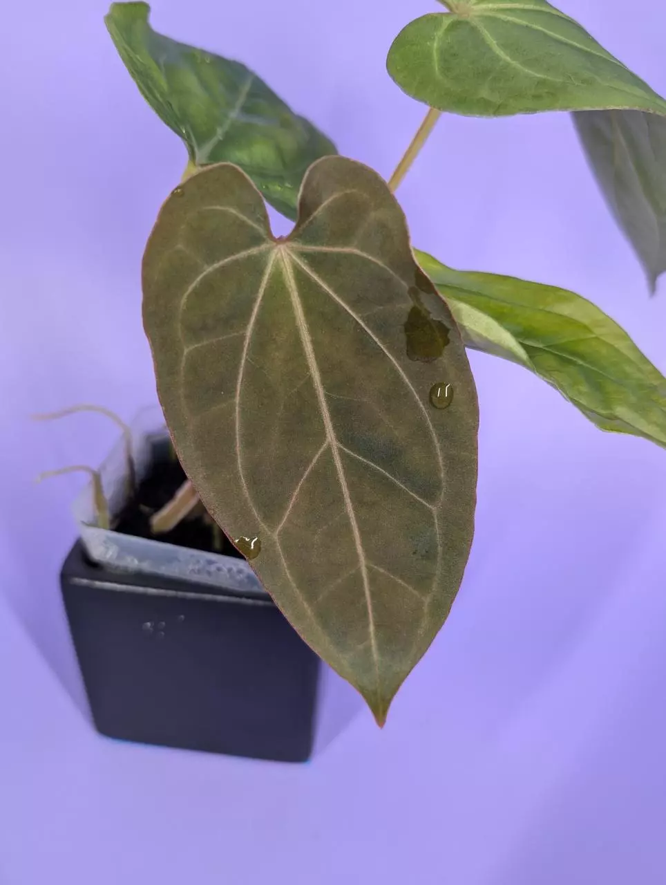 plant/FTG crystal self x (RG dressleri Founders Clone #2 x Windy)-1