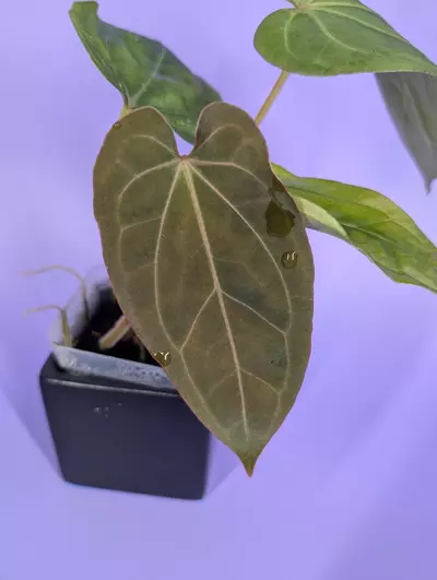 plant/FTG crystal self x (RG dressleri Founders Clone #2 x Windy)-1-thumbnail