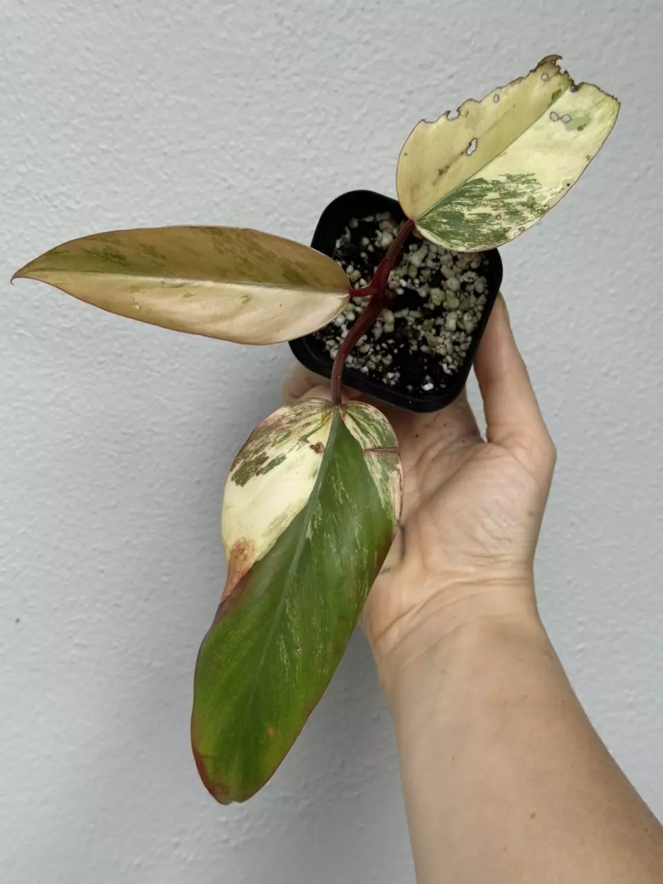 plant/Variegated Philodendron Strawberry Shake-0