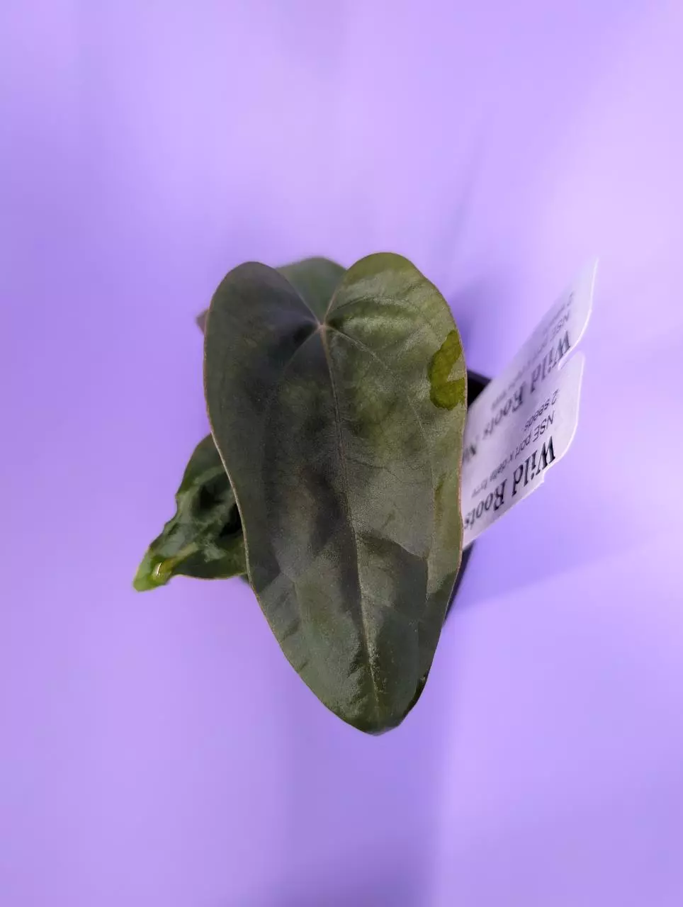 plant/NSE port x Delta Force (2 seedlings)-0