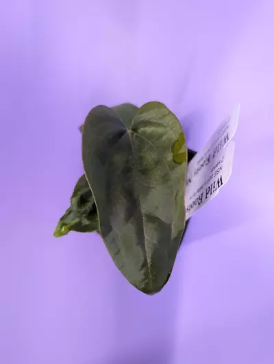 plant/NSE port x Delta Force (2 seedlings)-0-thumbnail