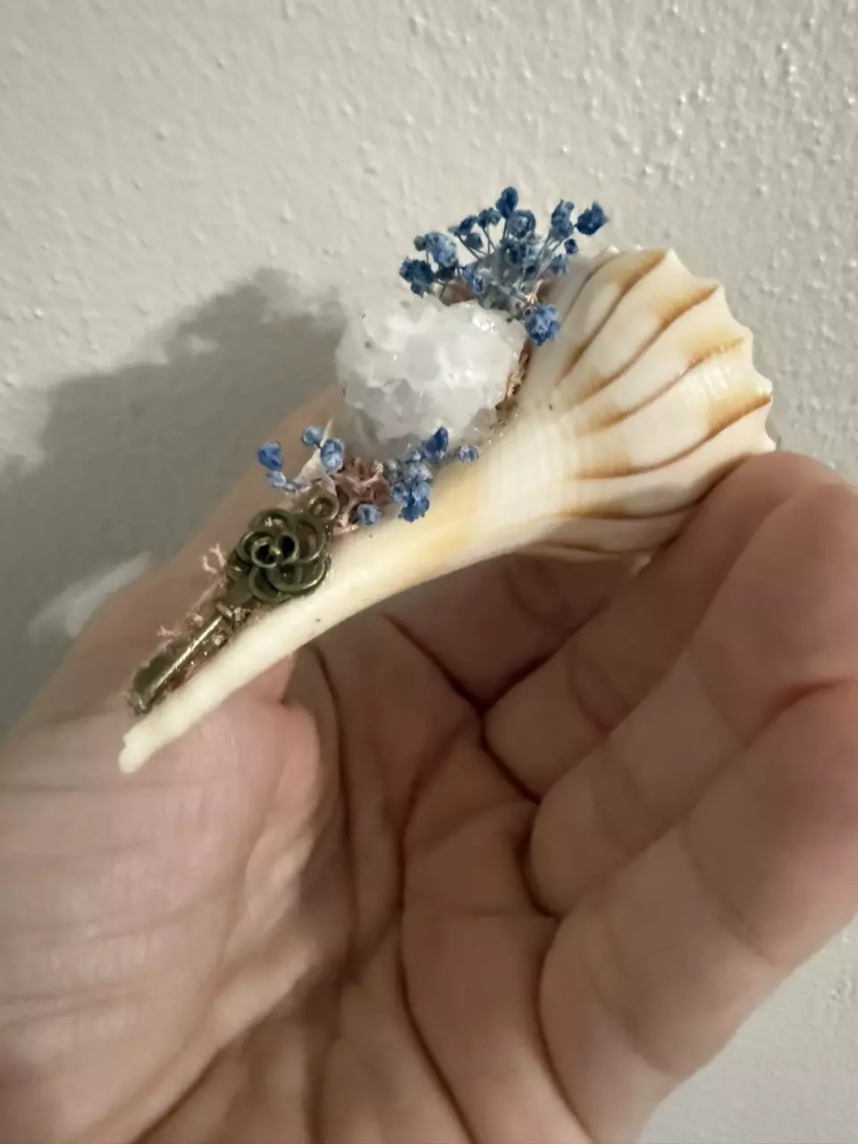 plant/Conch Shell (Blue)-1