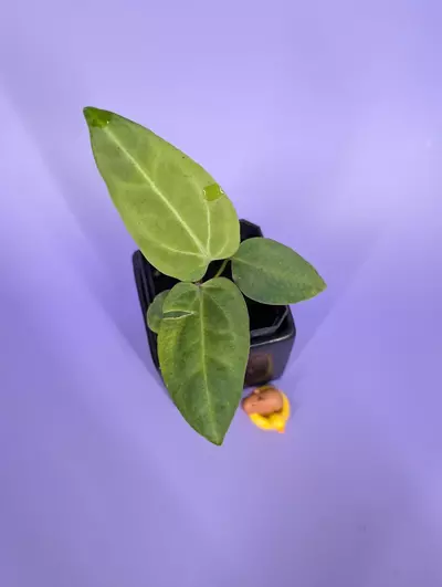 plant/(Pink Lemonade x BWM) x Mr Worldwide-0-thumbnail