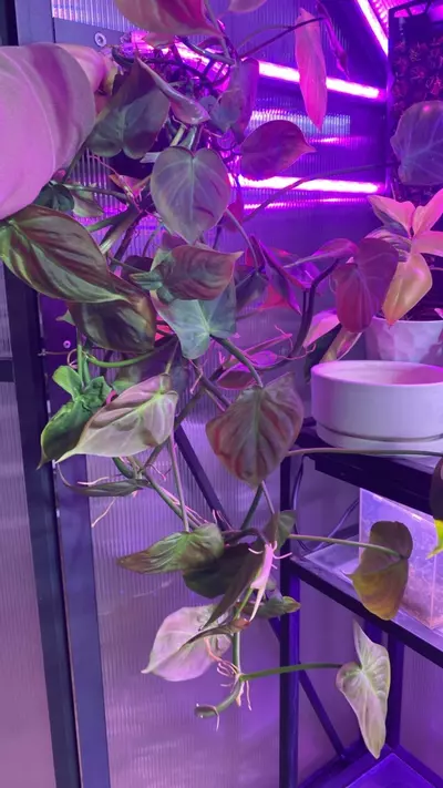 plant/Philodendron Campo.-0-thumbnail