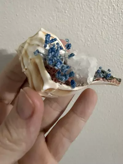 plant/Conch Shell (Blue)-2-thumbnail