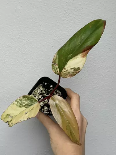 plant/Variegated Philodendron Strawberry Shake-1-thumbnail