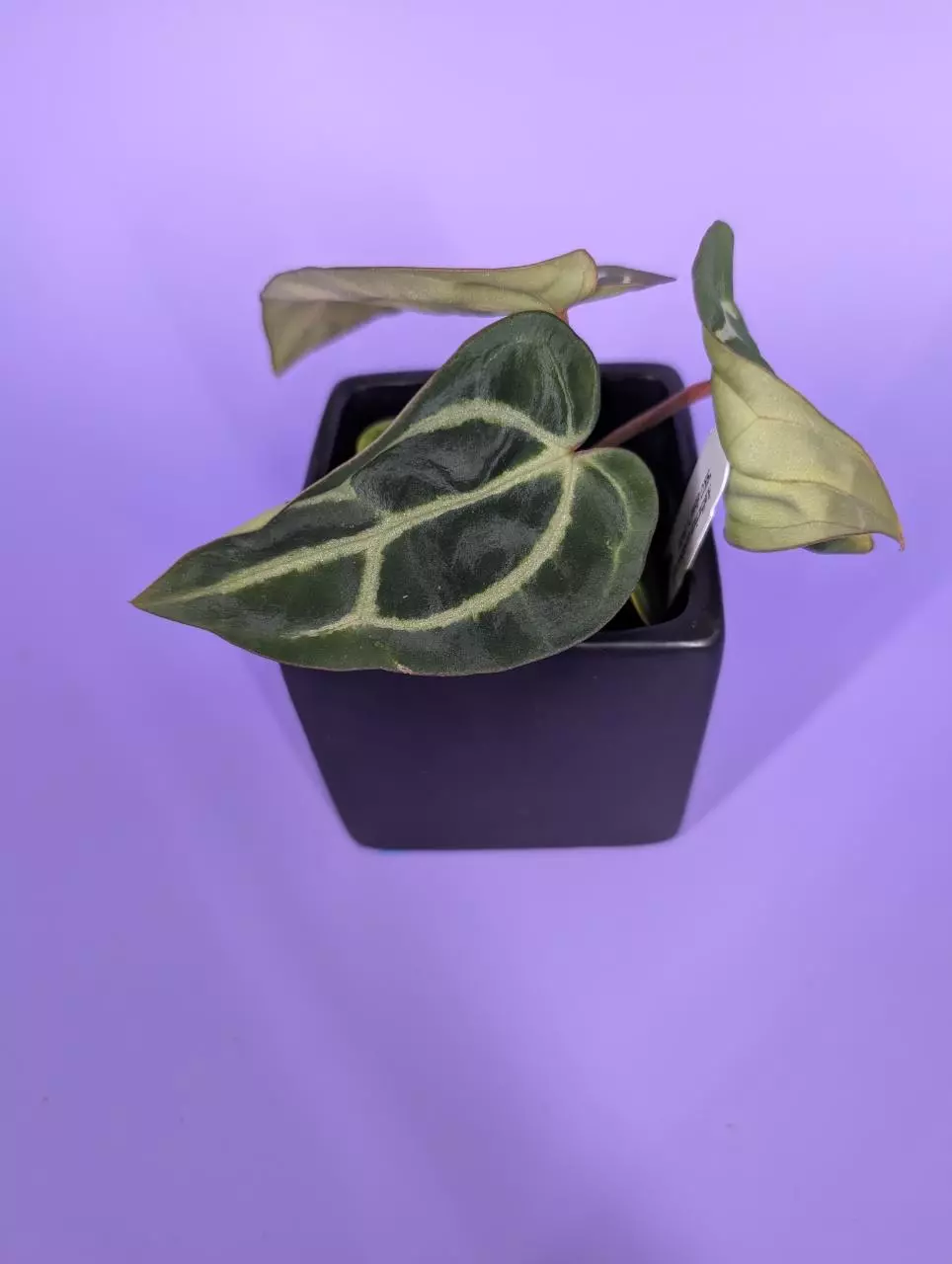 plant/Carla SKG x (5x10) (Phytorot)-2