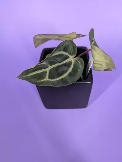 plant/Carla SKG x (5x10) (Phytorot)-2-thumbnail