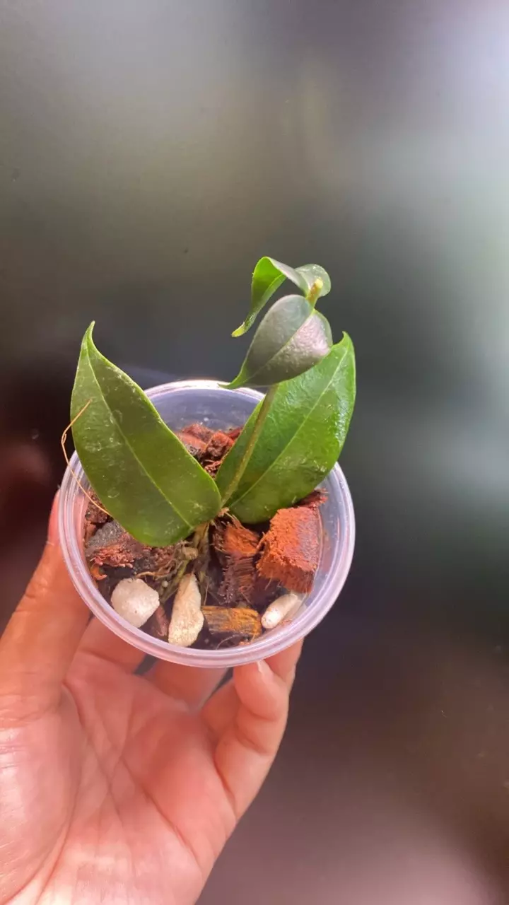 plant/Hoya Medusa-0