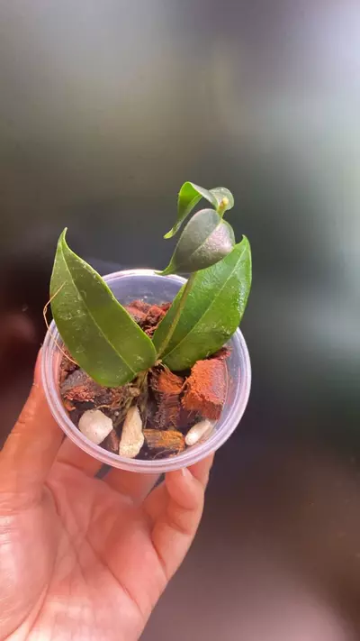 plant/Hoya Medusa-0-thumbnail