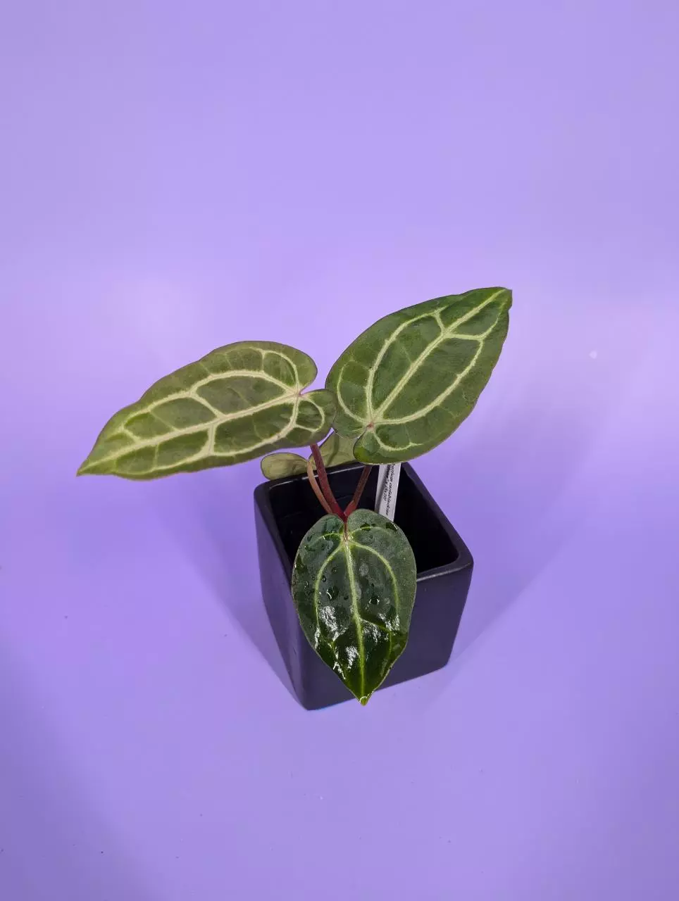 plant/Carla SKG x (5x10) (Phytorot)-0