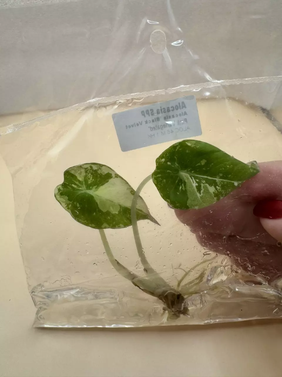 plant/Alocasia Black Velvet Pink TC-2